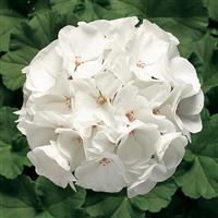 Ringo 2000 White Geranium