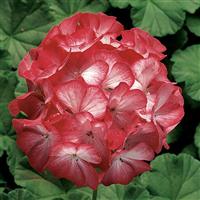 Ringo 2000 Scarlet Star Geranium