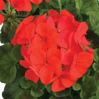 Ringo 2000 Deep Red Geranium