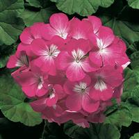 Ringo 2000 Deep Rose Geranium