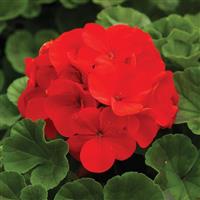 Ringo 2000 Deep Scarlet Geranium