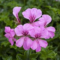 Reach Out Pink Ivy Geranium