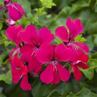 Reach Out Hot Pink Ivy Geranium