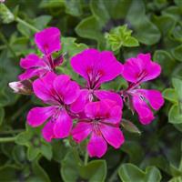 Reach Out Light Purple Ivy Geranium