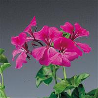 Tornado Fuchsia Ivy Geranium