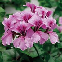 Tornado Lilac Ivy Geranium