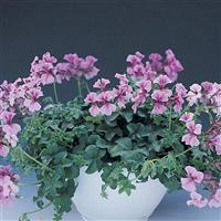 Tornado Lilac Ivy Geranium