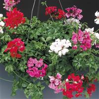 Tornado Mix Ivy Geranium