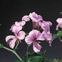 Tornado Pink Ivy Geranium