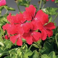 Tornado Red Ivy Geranium
