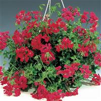 Tornado Red Ivy Geranium