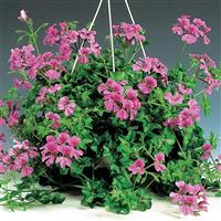 Tornado Rose Ivy Geranium