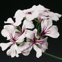 Tornado White Ivy Geranium