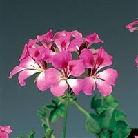 Tornado Bicolor Duet Ivy Geranium