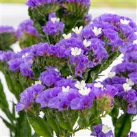 Hipster Blue Limonium