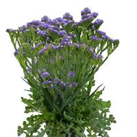 Hipster Blue Limonium