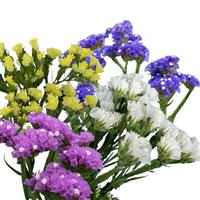 Hipster Mix Limonium