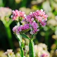 Hipster Rose Limonium