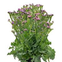 Hipster Rose Limonium