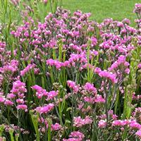 Hipster Rose Limonium