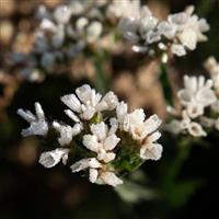 Hipster White Limonium