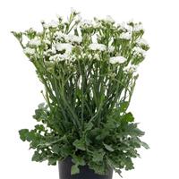 Hipster White Limonium