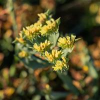 Hipster Yellow Limonium
