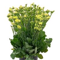 Hipster Yellow Limonium