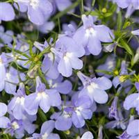 Masterpiece Sky Blue Lobelia