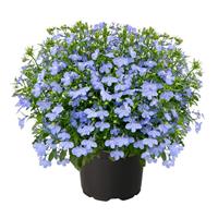 Masterpiece Sky Blue Lobelia