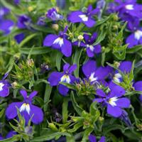 Masterpiece Blue with Eye Lobelia