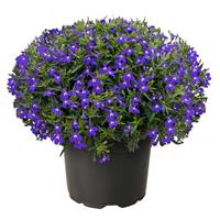 Masterpiece Blue with Eye Lobelia