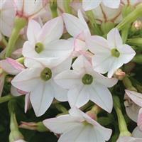Starmaker Appleblossom Nicotiana