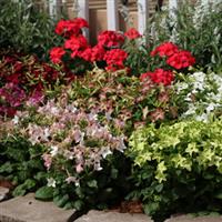 Starmaker Mix Nicotiana