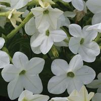Starmaker White Nicotiana
