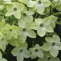 Starmaker Deep Lime Nicotiana