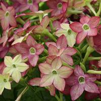 Starmaker Lime/Purple Bicolor Nicotiana