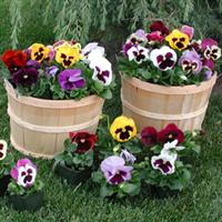 Majestic Giants II Blotch Mix Pansy