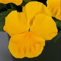 Majestic Giants II Clear Yellow Pansy