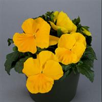Majestic Giants II Clear Yellow Pansy