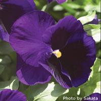 Majestic Giants II Deep Blue with Blotch Pansy