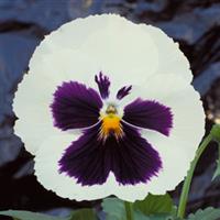 Majestic Giants II White with Blotch Pansy