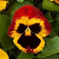 Majestic Giants II Fire with Blotch Pansy