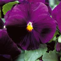 Majestic Giants II Purple with Blotch Pansy