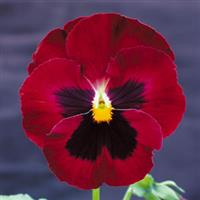 Majestic Giants II Rose with Blotch Pansy