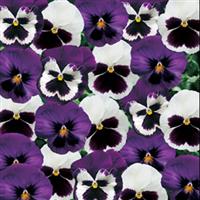 Majestic Giants II Sea Breeze Mix Pansy