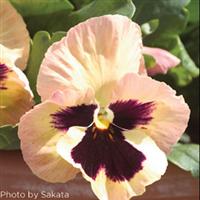 Majestic Giants II Sherry with Blotch Pansy