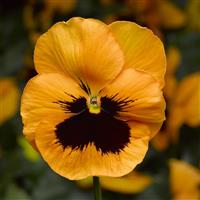 Select Orange Blotch Pansy