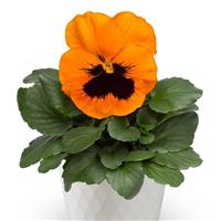 Select Orange Blotch Pansy