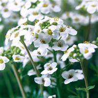 Pritzelago Ice Cube White